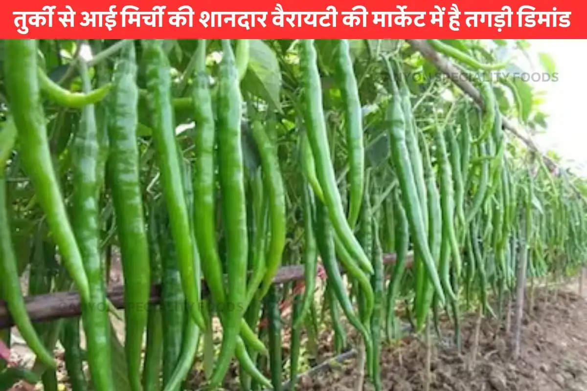 ujjain-long-green-chillies-new-variety