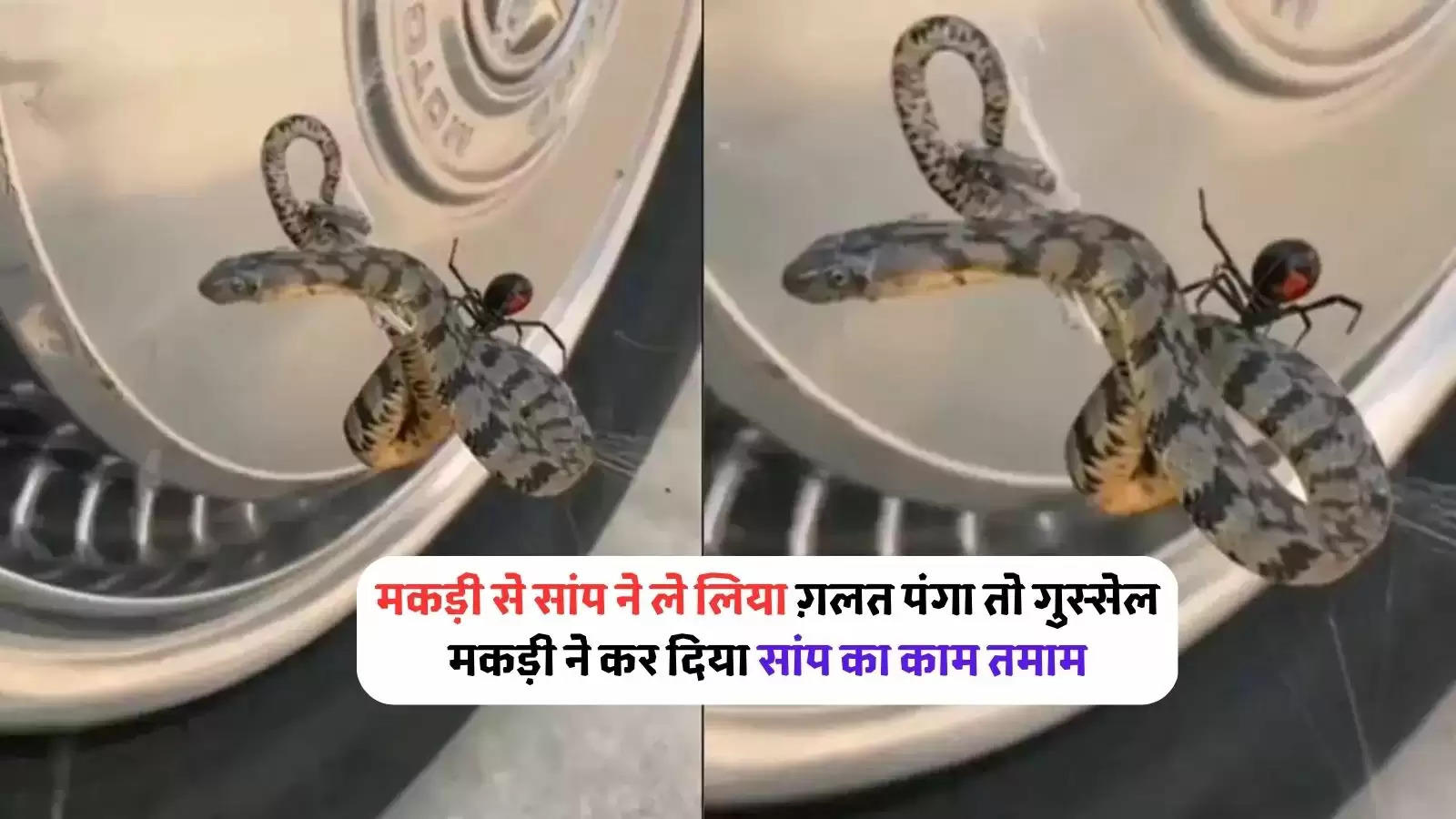 water-snake-caught-in