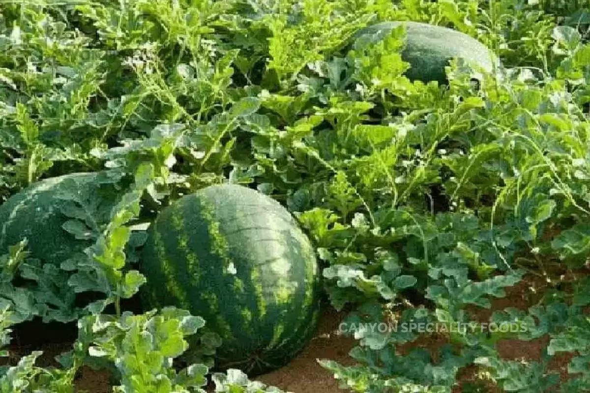 bumper-income-from-watermelon