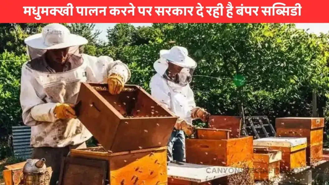 honey bee keeping