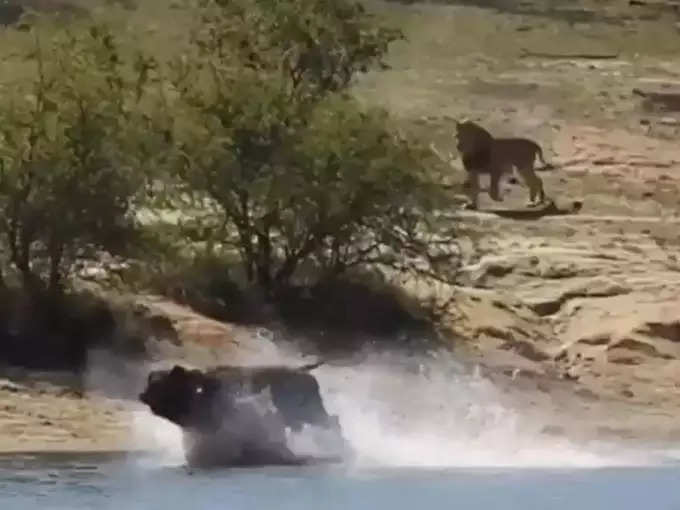 lion attack video 