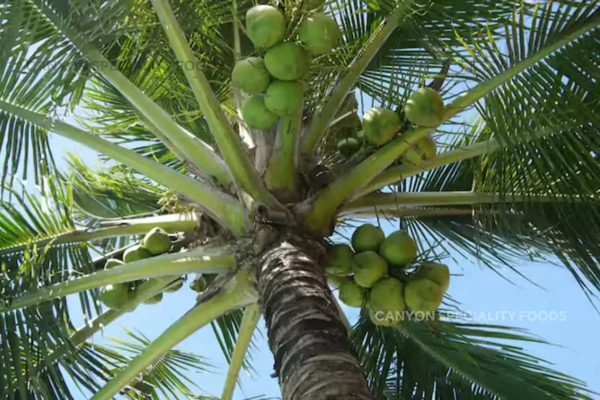 water-come-from-in-the-coconuts