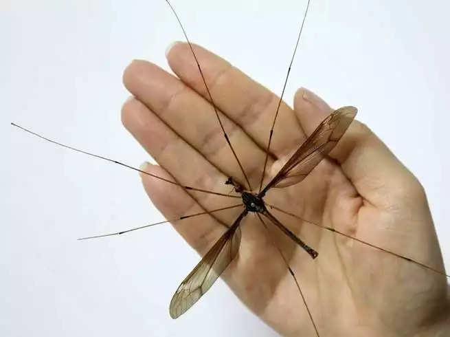 the-largest-mosquito-is-found