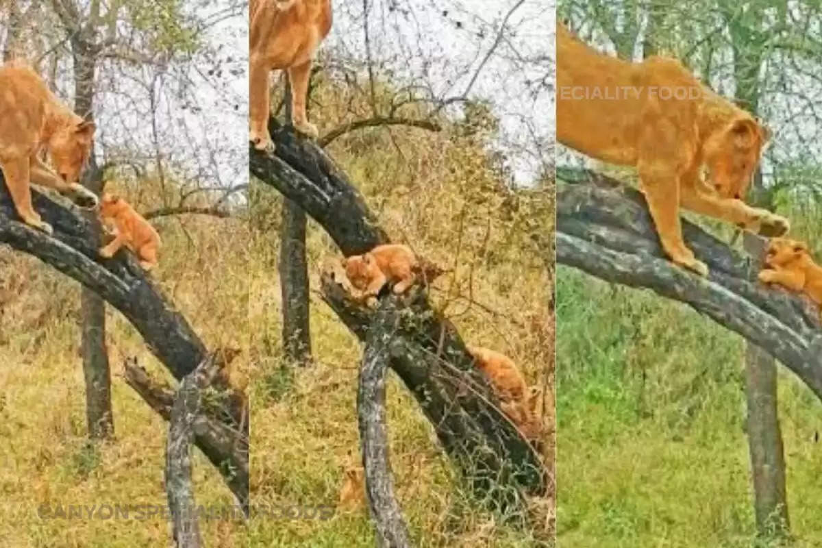 lion cubs viral video