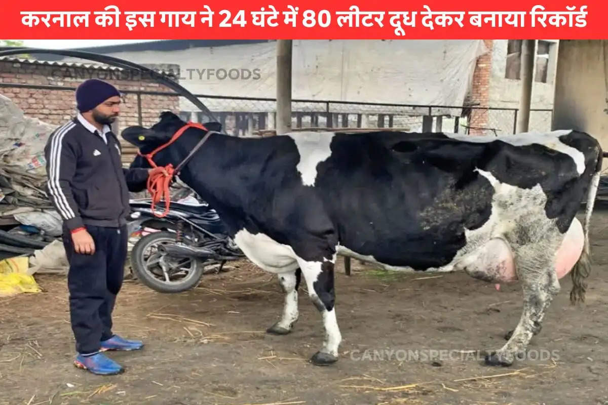 cow made record by giving milk 80 litre