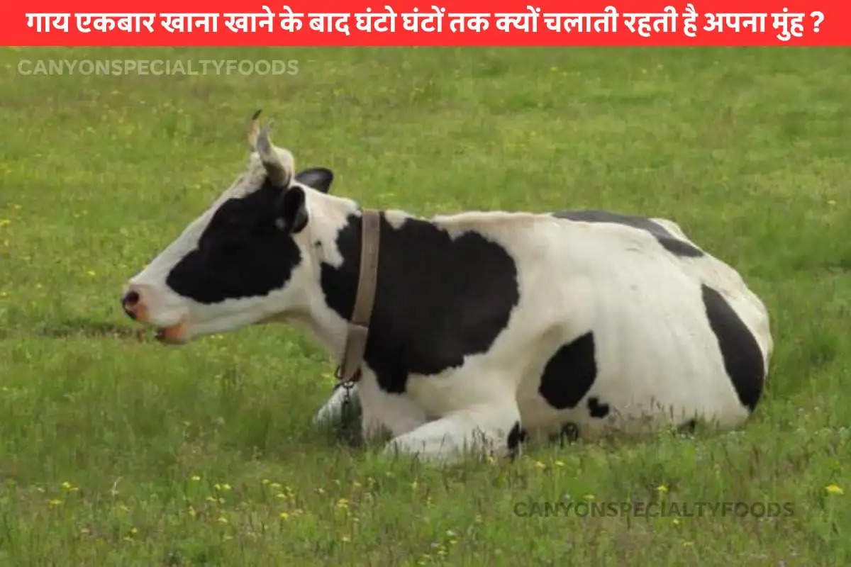 cow chewing when she isn't eating