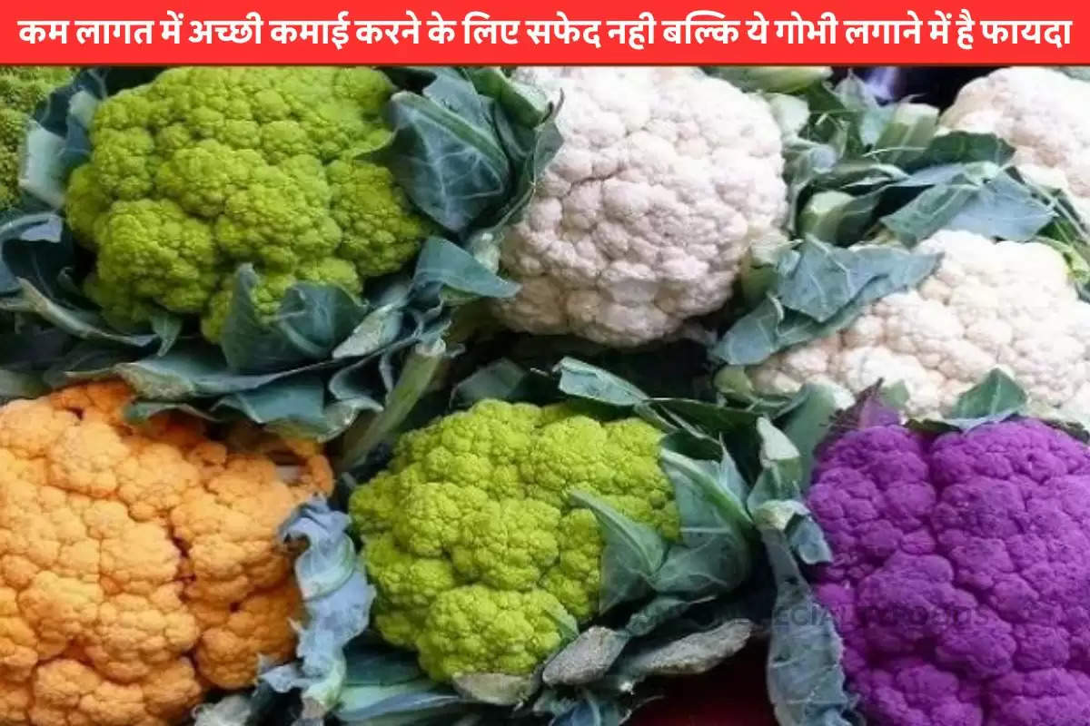 Benefits of colorful cabbage
