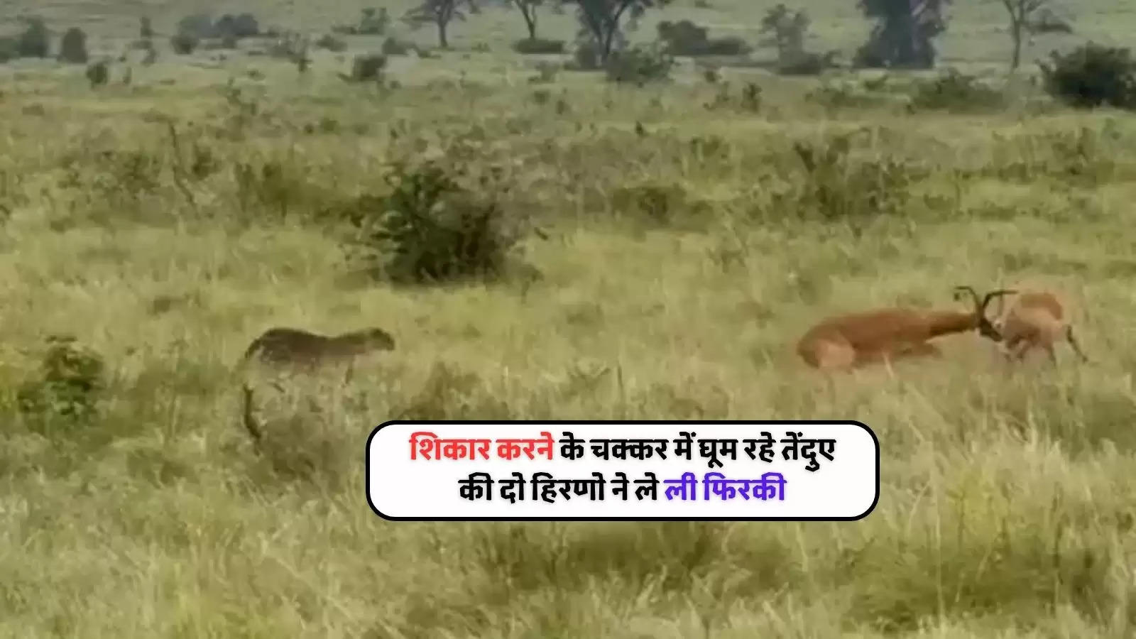 leopard attack video viral