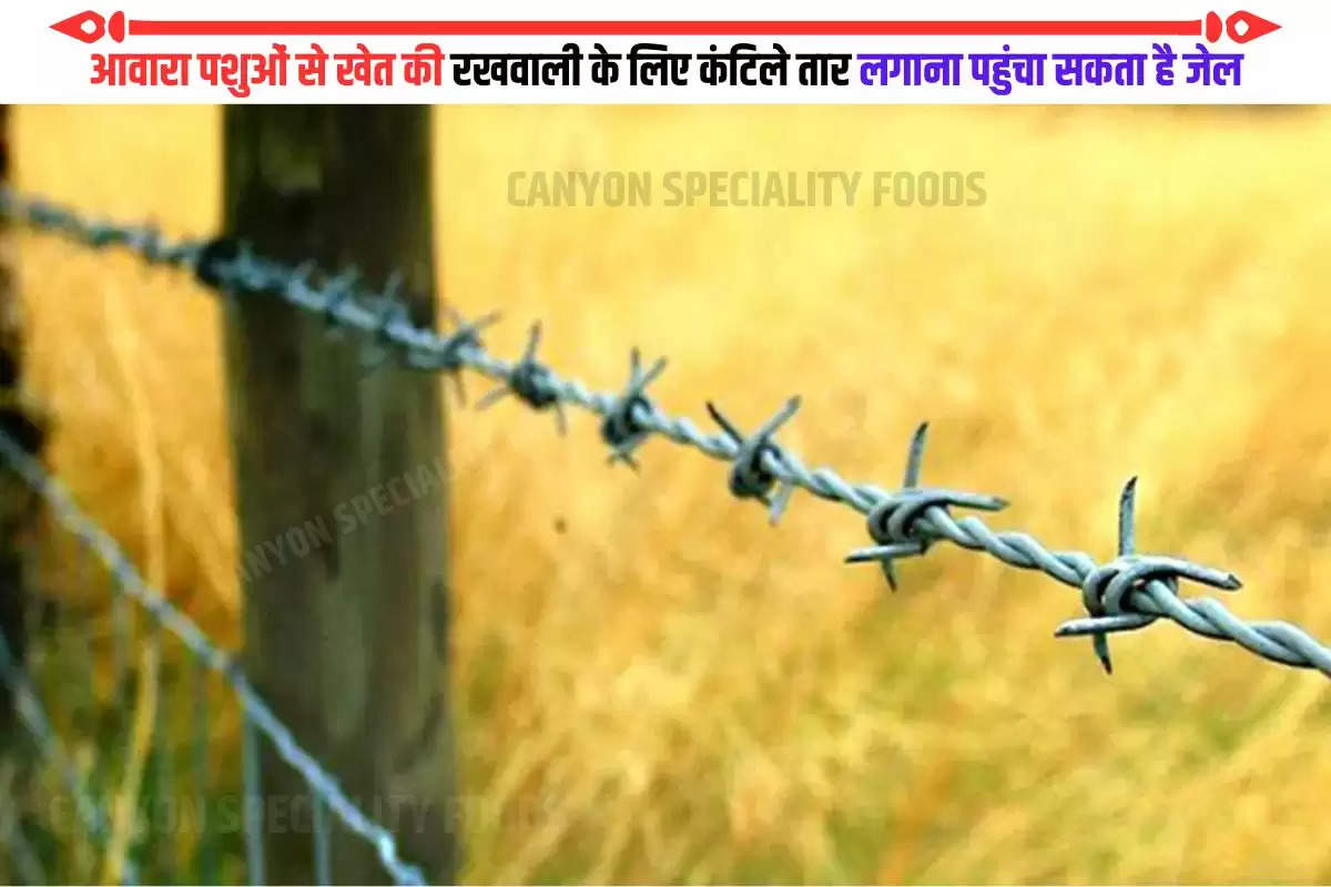 barbed-wire-installed-outside-the-farm