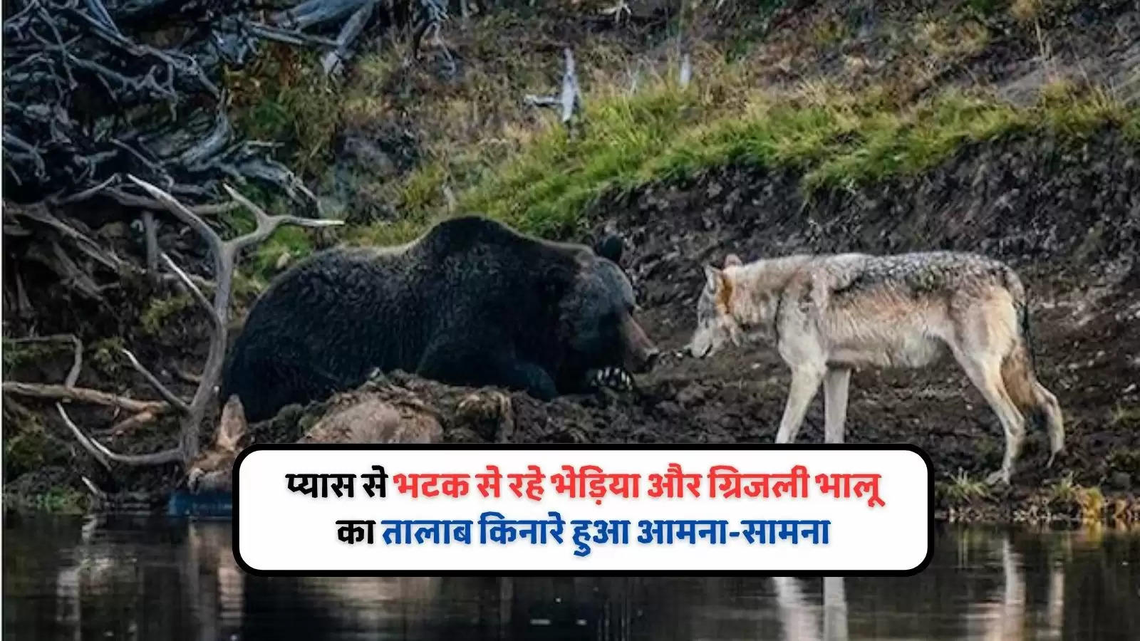 grizzly-bear-and-wolf-encounter