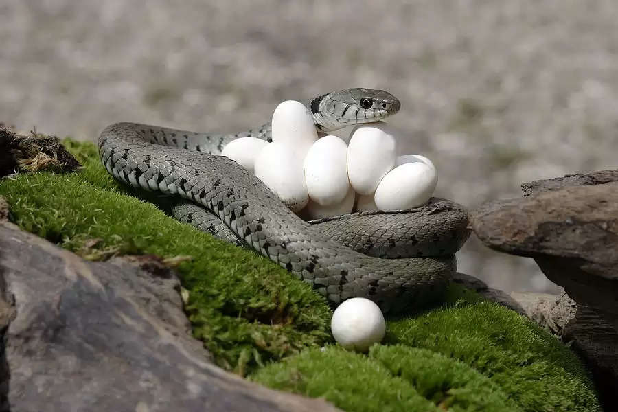 5-grass-snake-with-eggs-m-watson