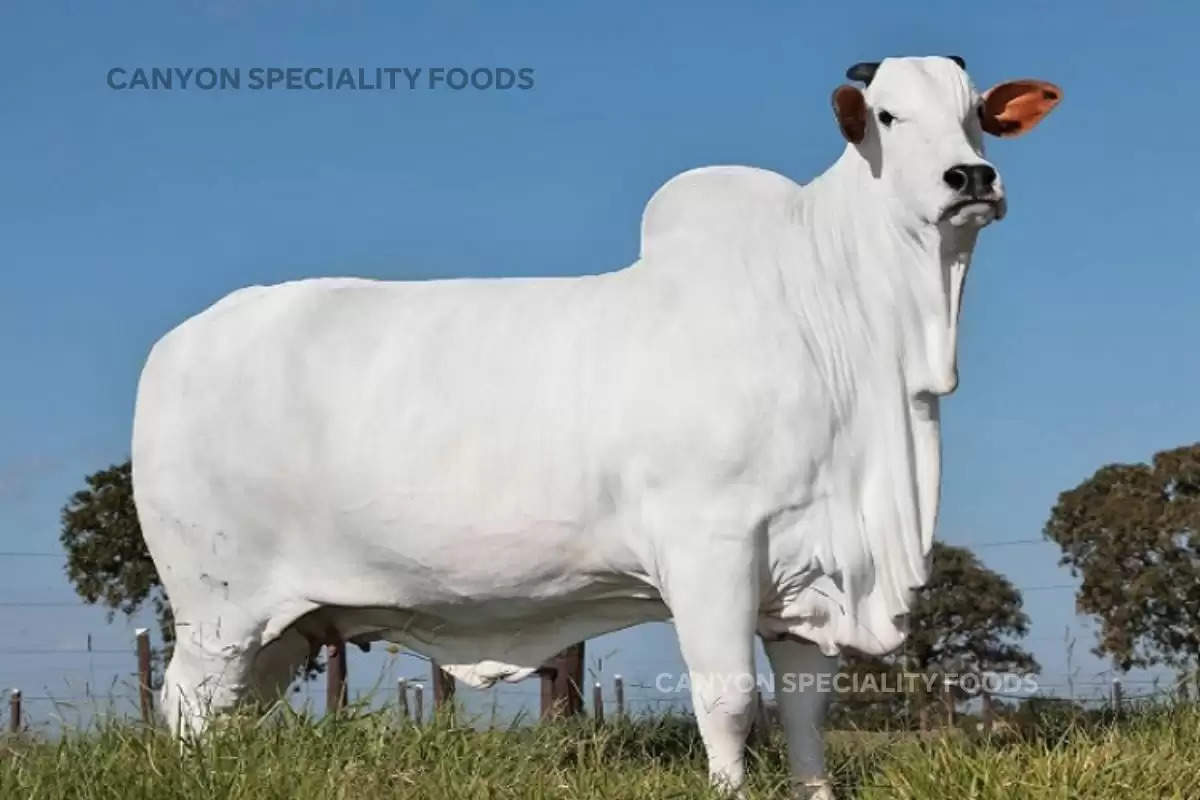 world-most-expensive-cow