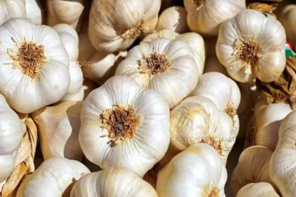 garlic is getting very good prices