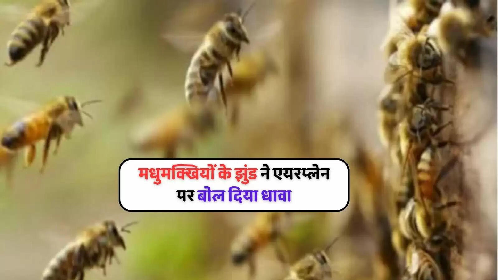 Bee Attack Two Flights