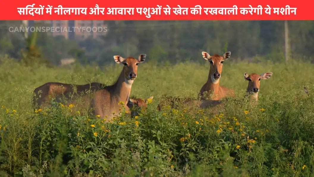 machine will guard fields from Nilgai and stray animals