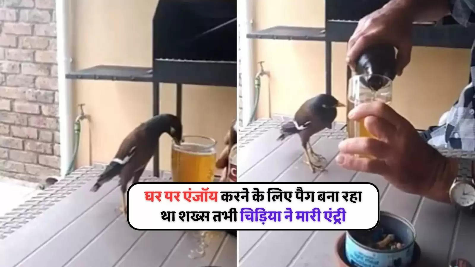 bird drink beer