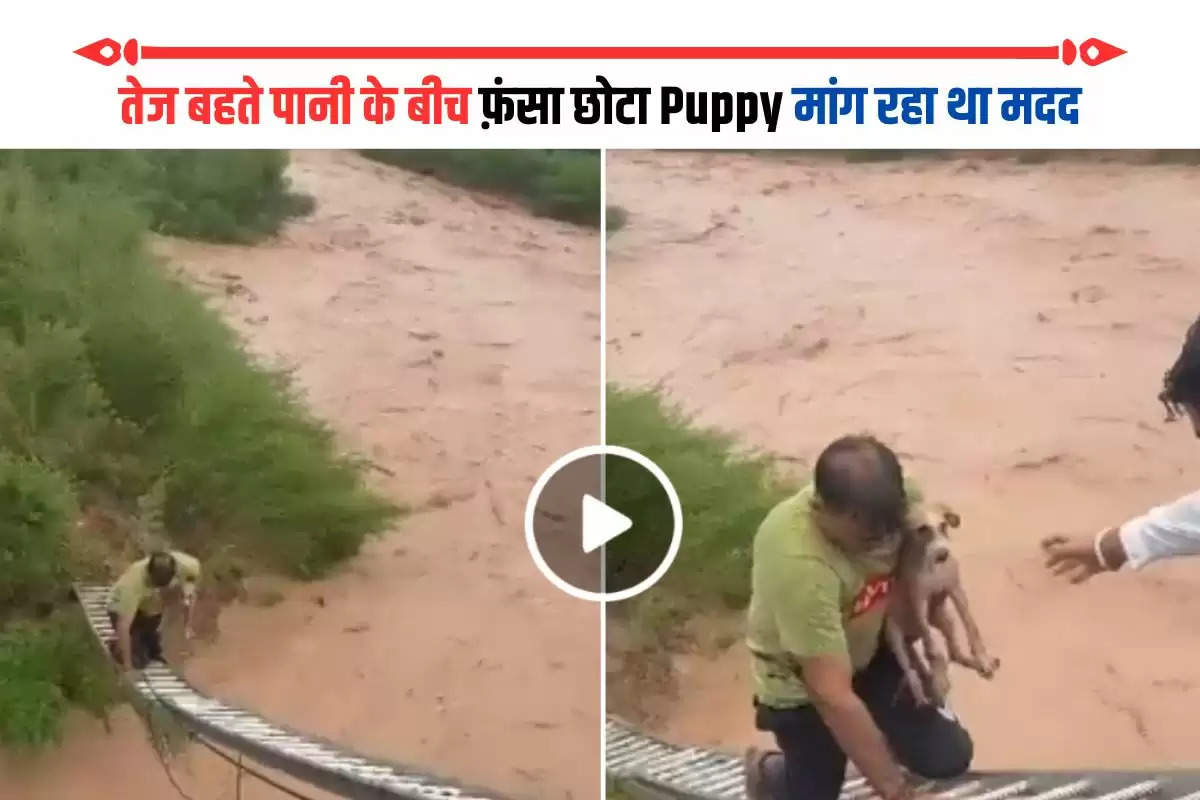 puppy rescue operation,viral video,trending,himachal pradesh,delhi,haryana,weather update"