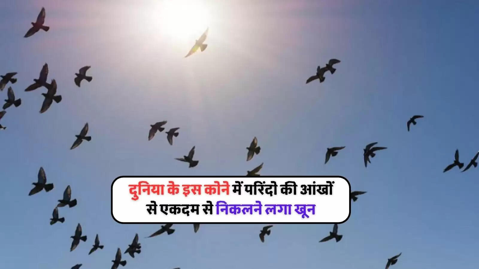 Dozens of corellas dead