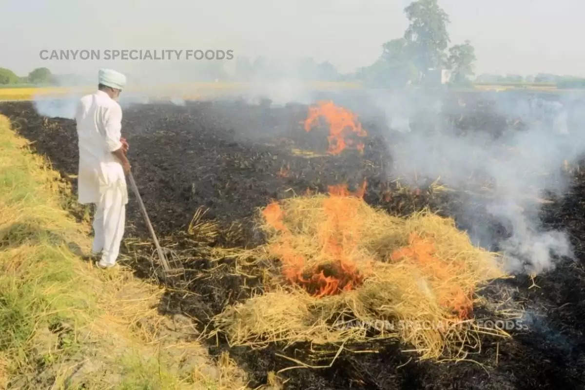 haryana farmers, crop burn in haryana, haryana latest news,Haryana news