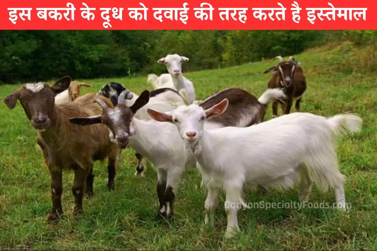 Goat Milk: बकरी के दूध को इसलिए कहा जाता है दवाई, बढ़ रही डिमांड, पढ़ें डिटेल