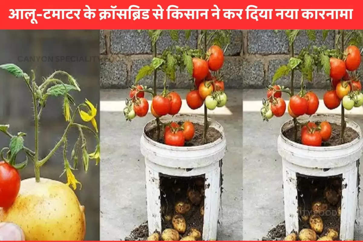 potato-tomato-union-creates-new-vegetable