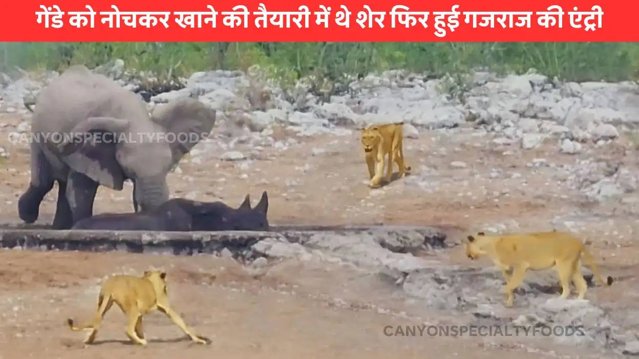 Elephants Trying Save Rhino from Lions