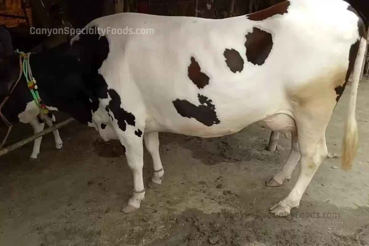 Cow Breed, Freiswal Cow Breed, high Milk Production, Cow Breed, ICAR, cow disease, गाय की नस्ल, फ़्रीज़वाल गाय की नस्ल, उच्च दूध उत्पादन,