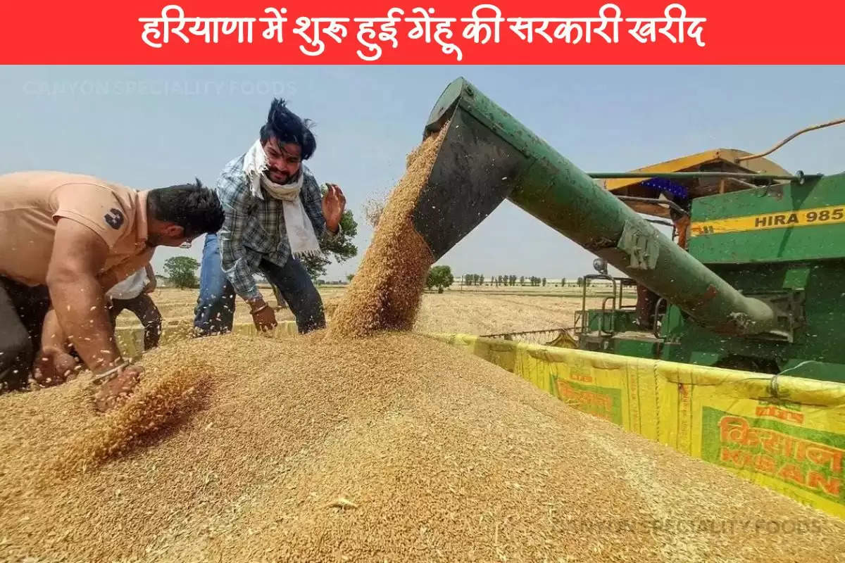 Haryana Wheat Government procurement