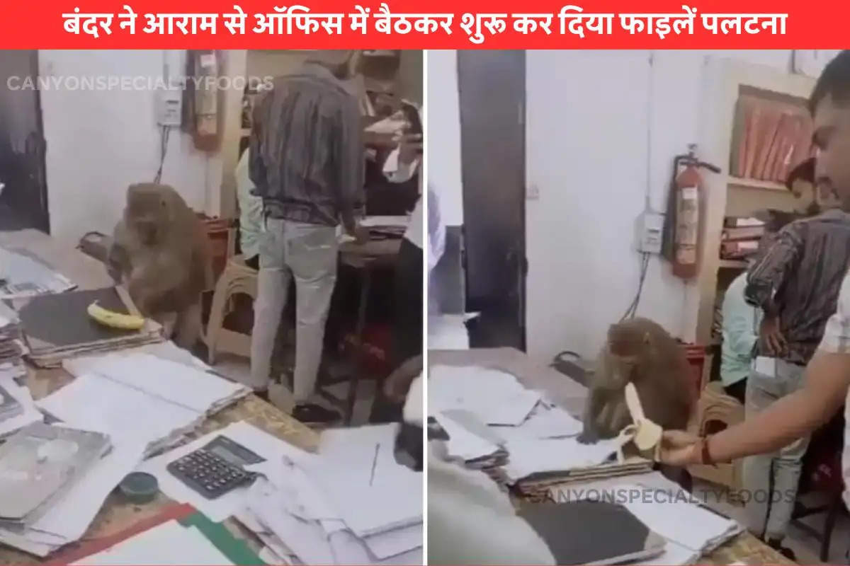 Monkey In Office Viral Video (1)