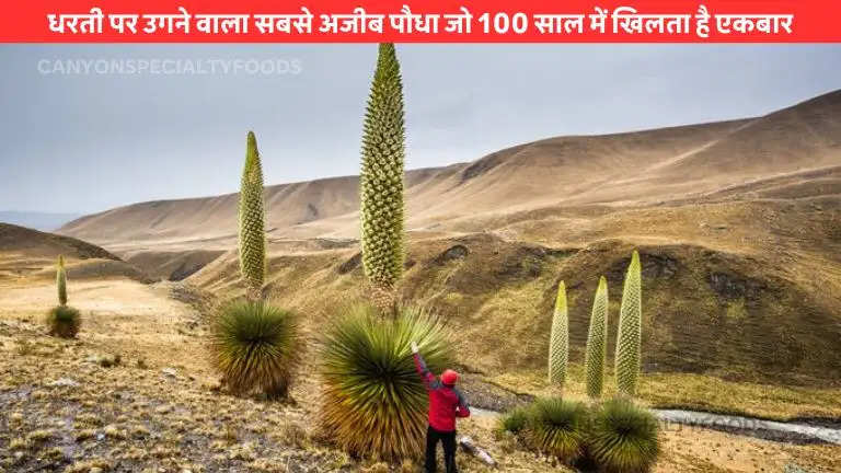 Tallest flower spike in the world (1)