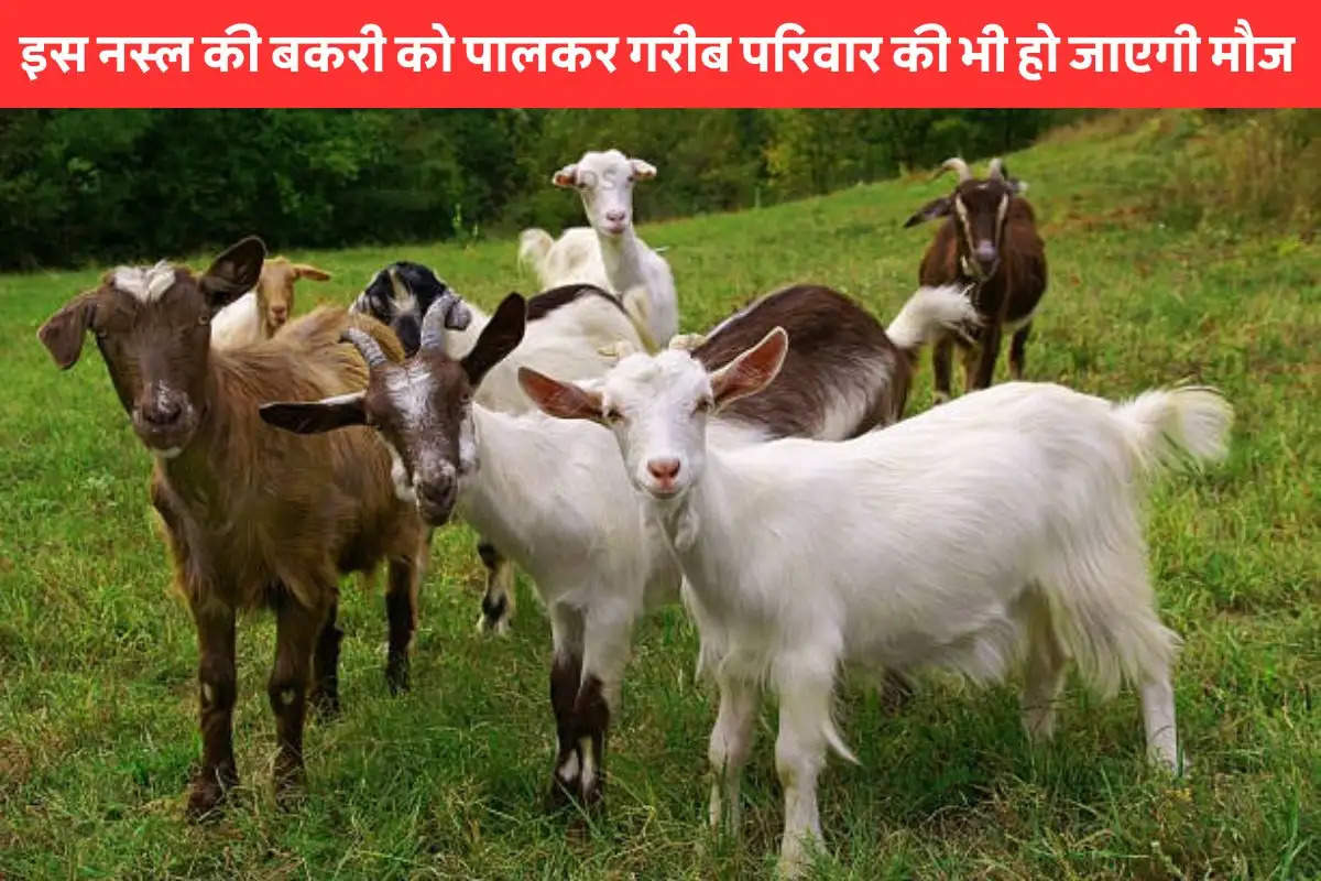 marwari-breed-of-goat-identify