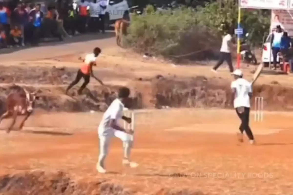 bull runs in cricket match viral video