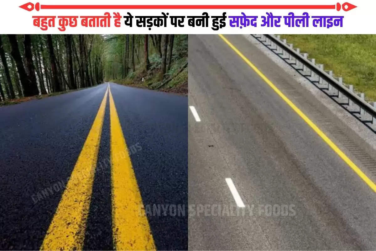 lines on the roads meaning