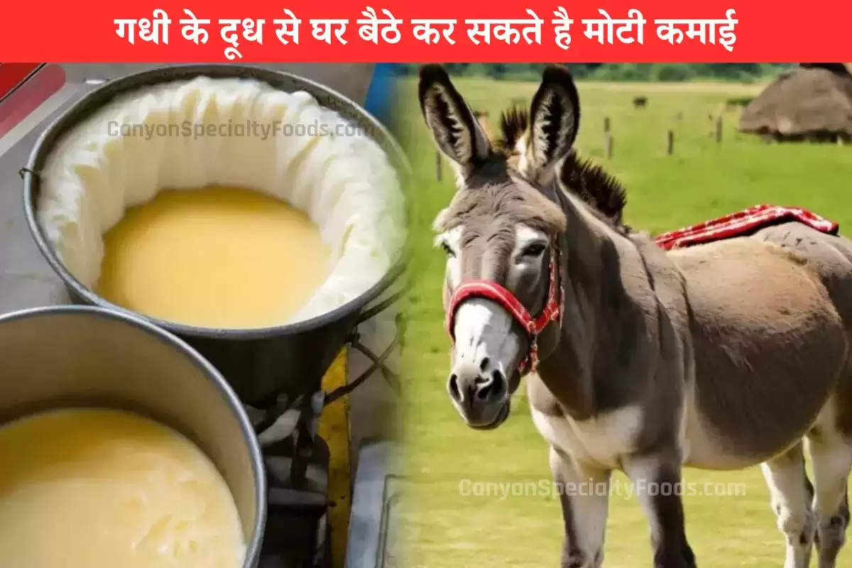 business-idea-donkey-milk