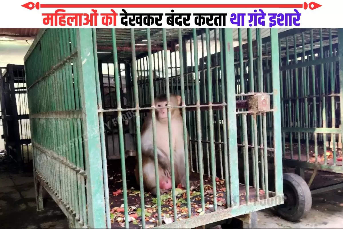 kanpur-monkey-of-mirzapur