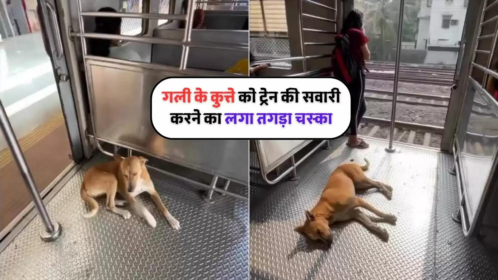 Dog In Train