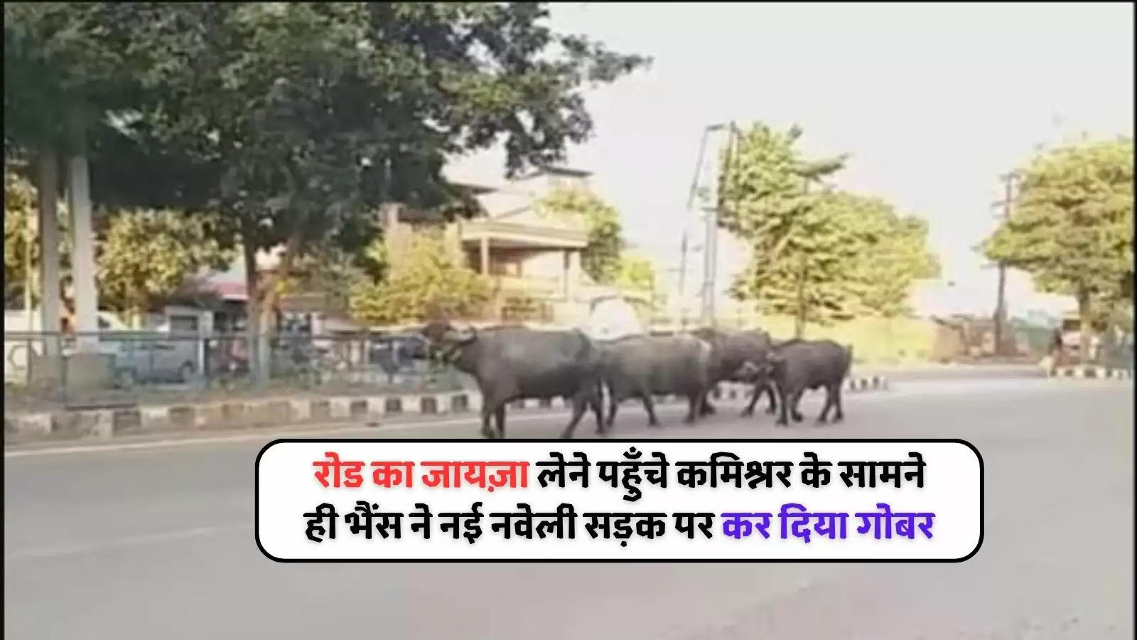 fined-10000-rupees-buffalo-owner