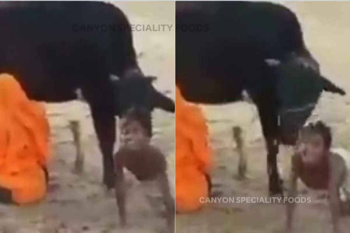 desi-jugaad-video-of-milking-a-cow