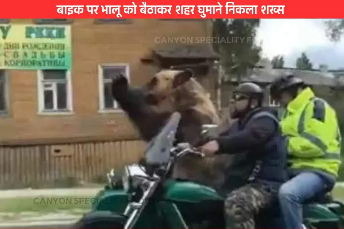 bear-riding-in-a-motorcycle