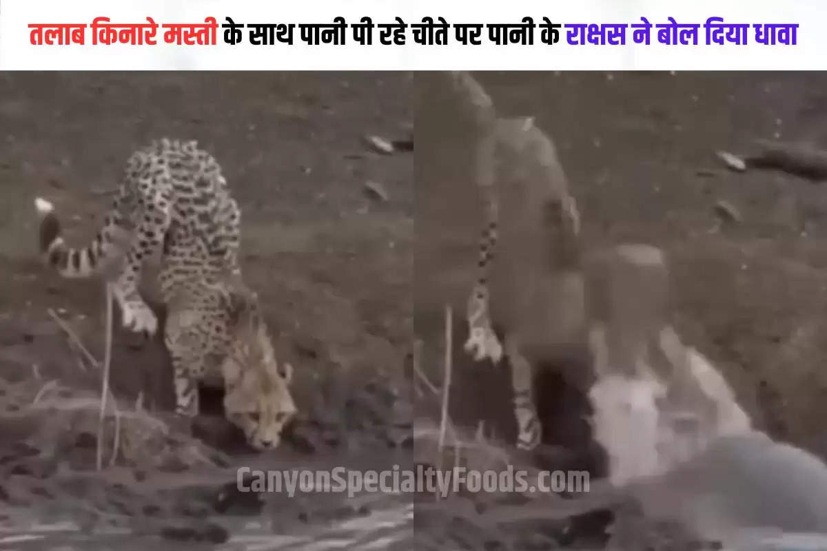 crocodile hunted leopard