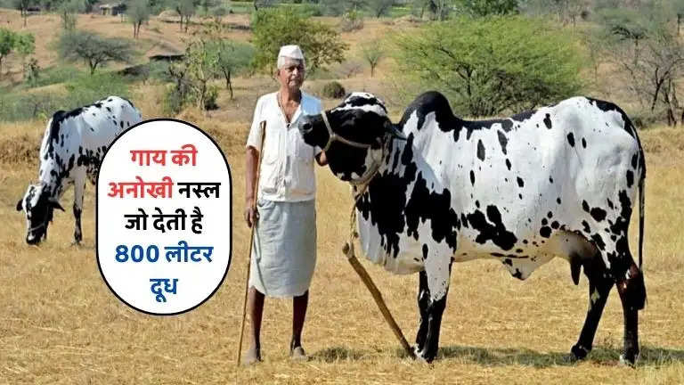 cow gives 800 litre milk