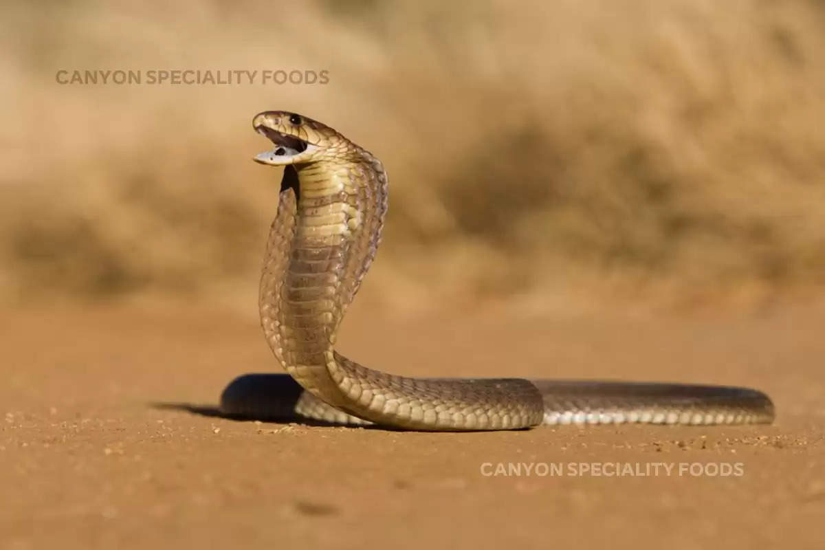 inland-taipan-world-most-venomous-snake