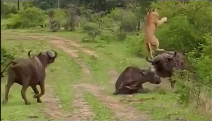 bull attack on lion