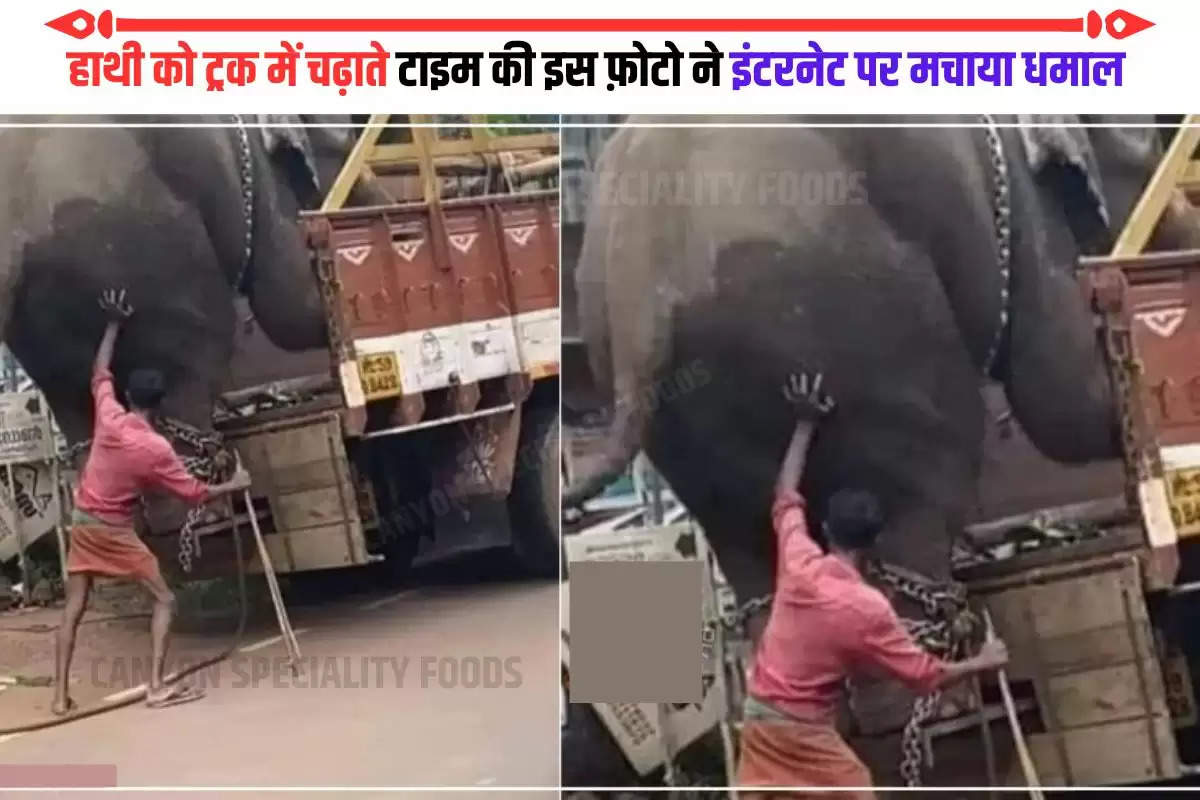 elephant viral pics