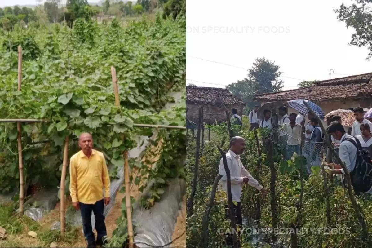 successful farmer vegetable farming