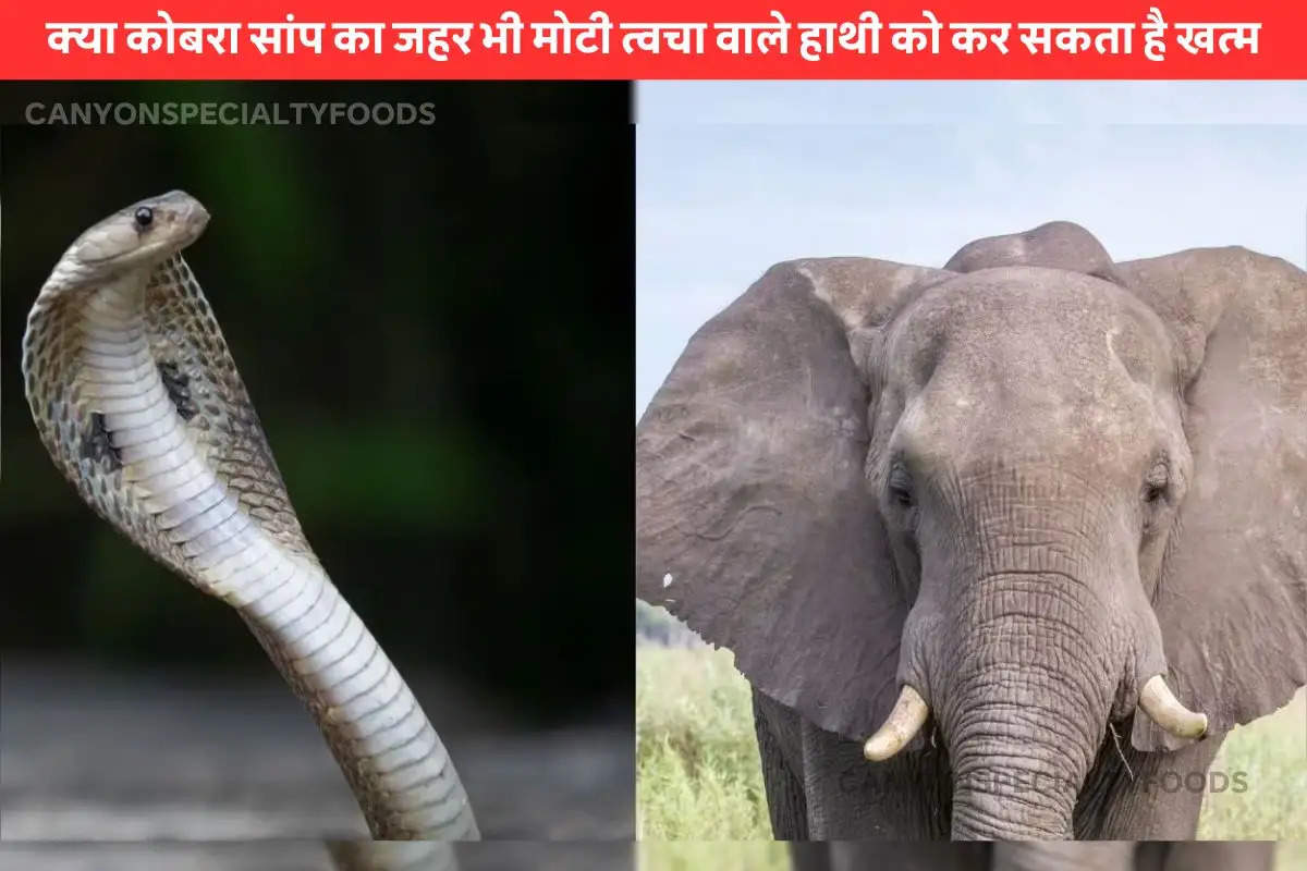 Can a cobra kill an elephant (1)