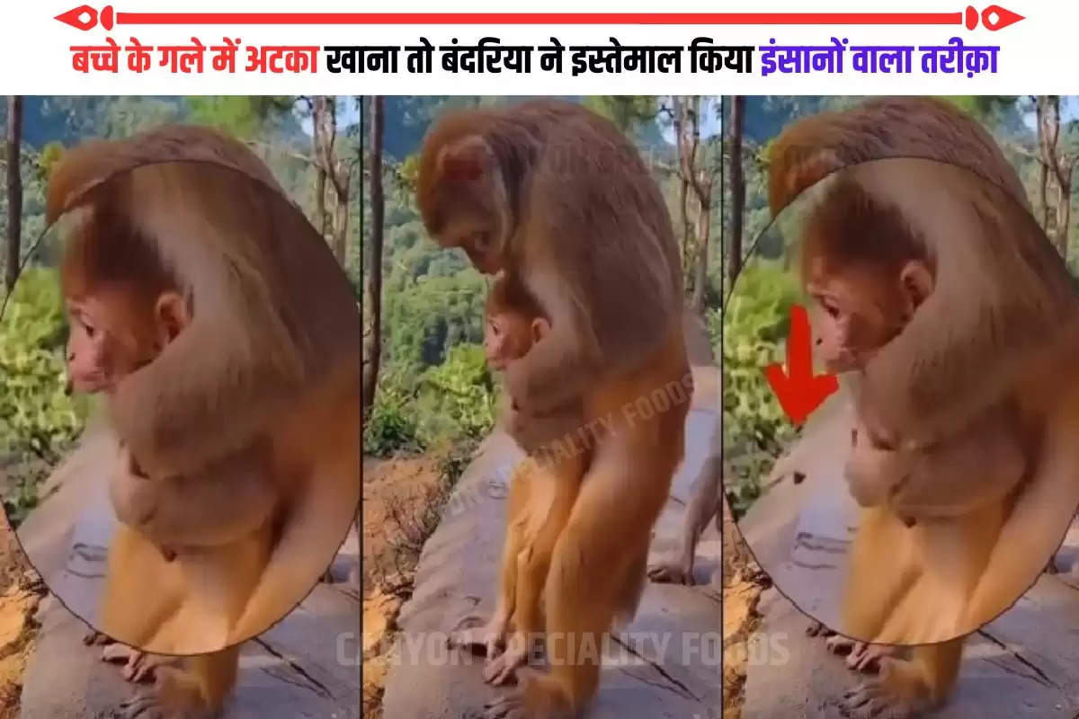 monkey removes seed from child throat