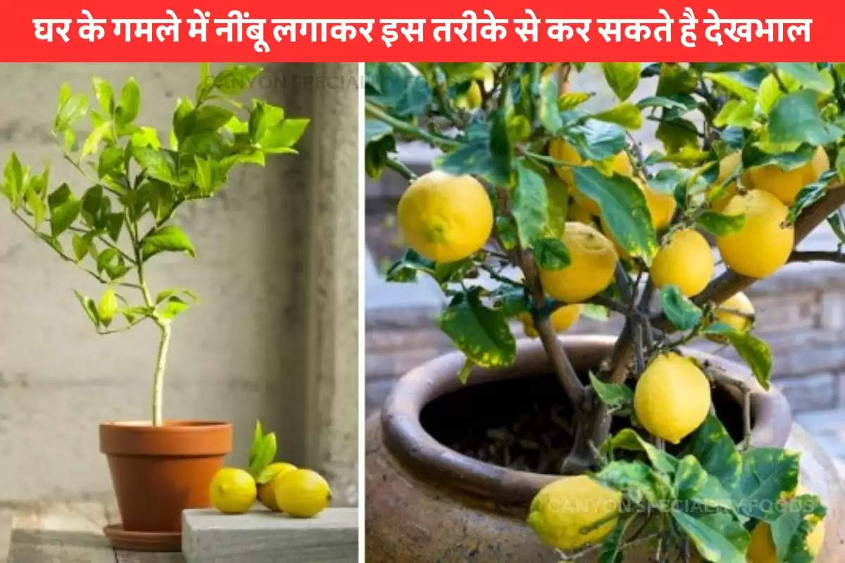 gardening-tips-you-can-plant-lemon.jpg