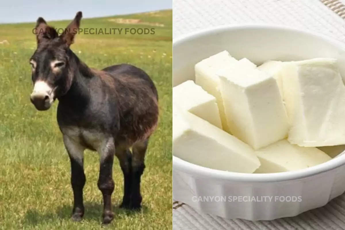 donkey-milk-paneer-price-benefits-and-making-process