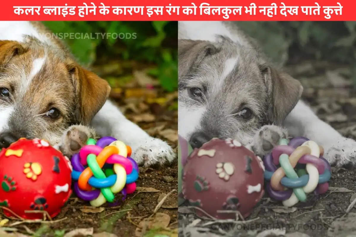 dogs have colour blindness